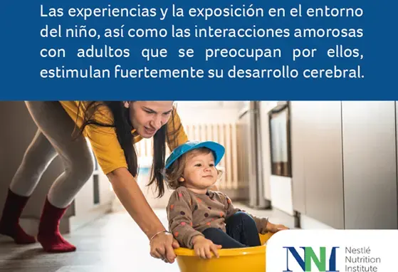 Desarrollo Cerebral Desarrollo Cerebral