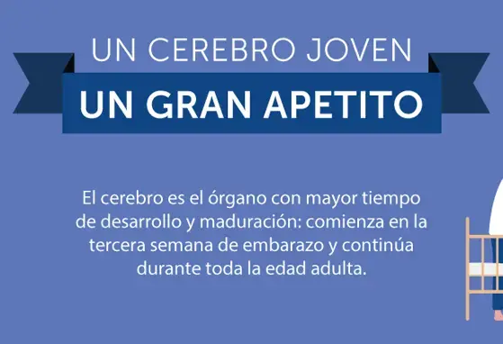 Un cerebro joven, un gran apetito (infographics) Un cerebro joven, un gran apetito (infographics)