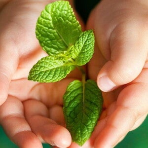 NNIW89 Brochure: Investigaciones recientes sobre nutrición y crecimiento