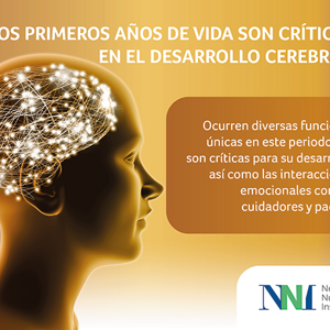 Neurobiología del Desarrollo Cerebral (infographics)